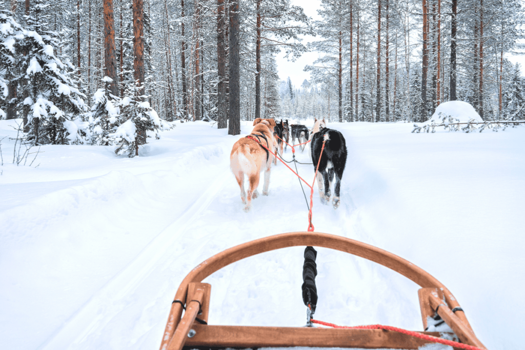 Things to do with kids in Breckenridge, CO- dog-sledding. 