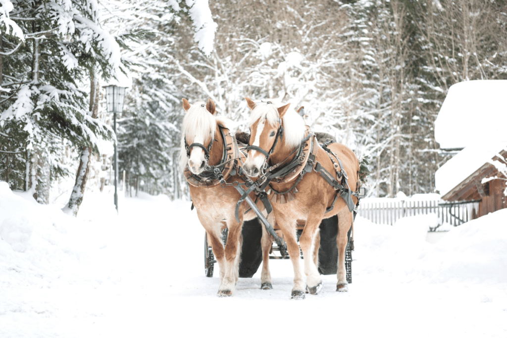 Things to do in Breckenridge for Christmas featured image sleigh ride through the snow.
