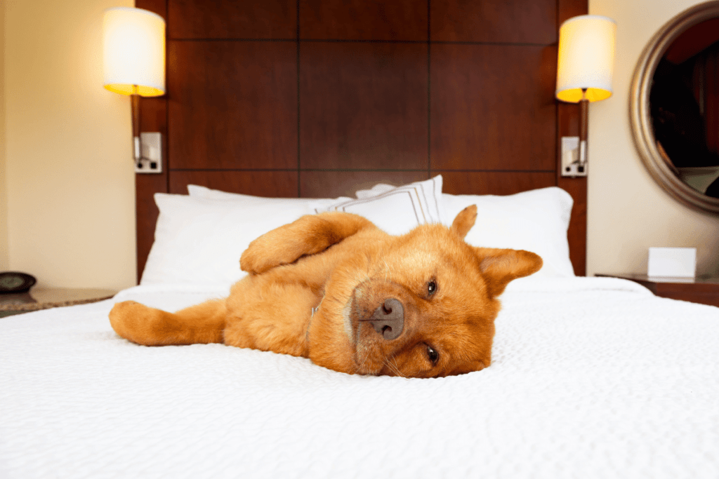pet-friendly hotels in breckenridge dog laying on bed.